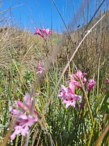 Gladiolus carneus